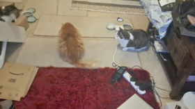 feeding cats 2 episode artwork